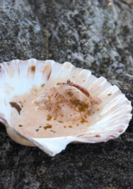Kamskjell med cognac