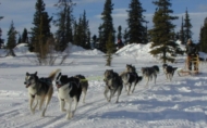 Fra Hommersåk til Alaska